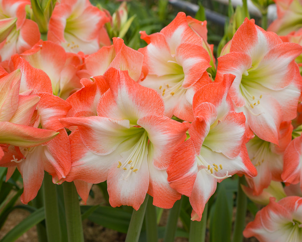 Amaryllis 'Shine Dream'