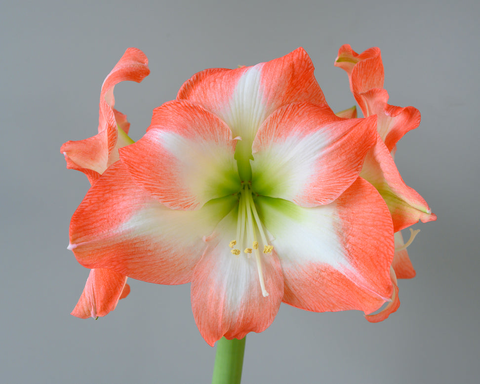 Amaryllis 'Shine Dream'