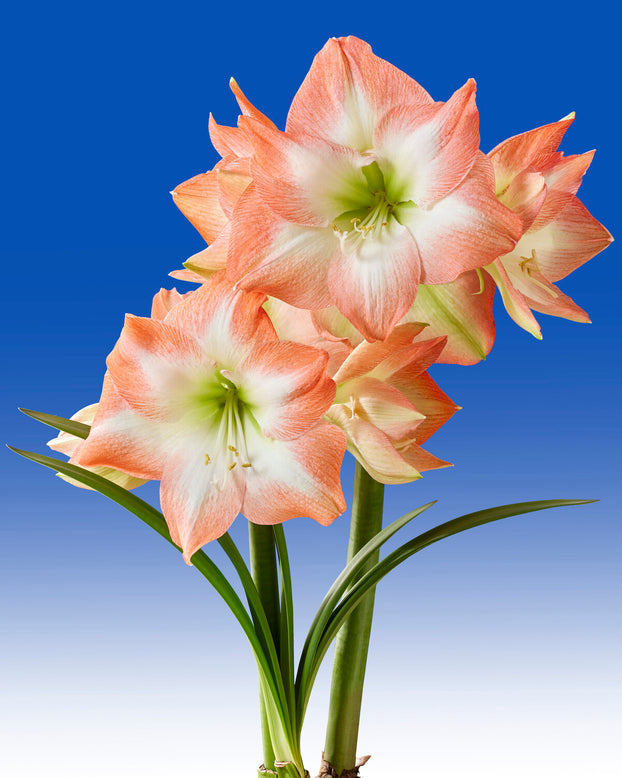 Amaryllis 'Shine Dream'