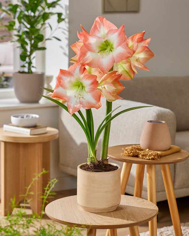 Amaryllis 'Shine Dream'