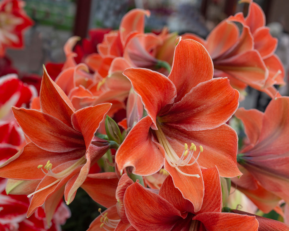 Amaryllis 'Terra Mystica'