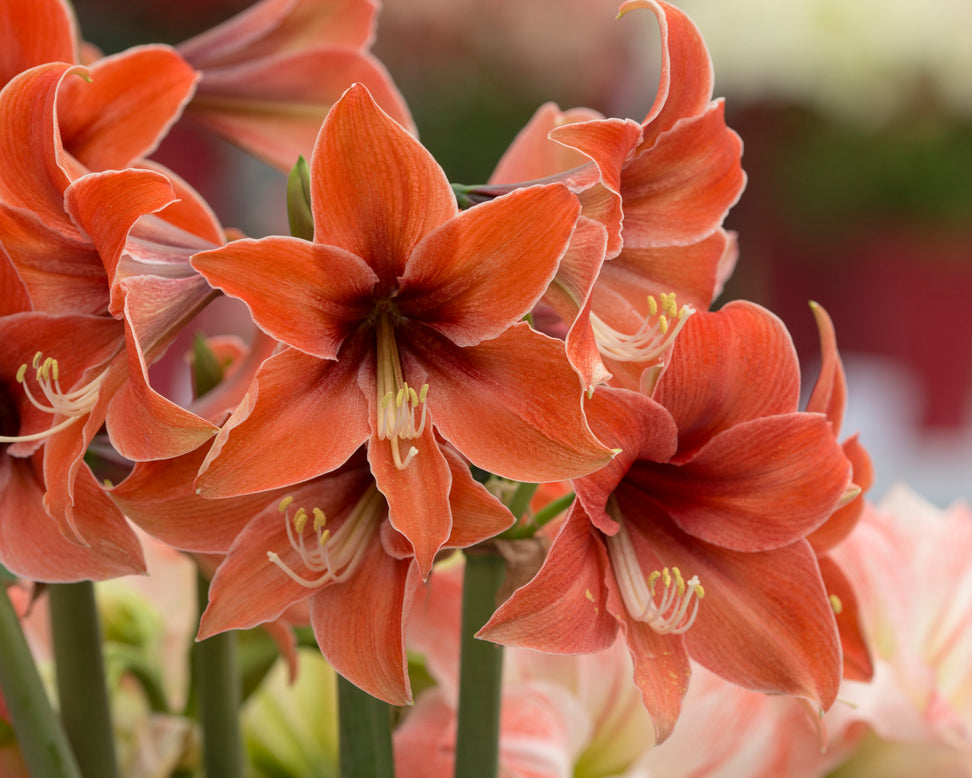 Amaryllis 'Terra Mystica'