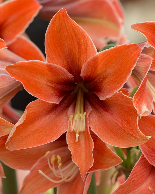 Amaryllis 'Terra Mystica'