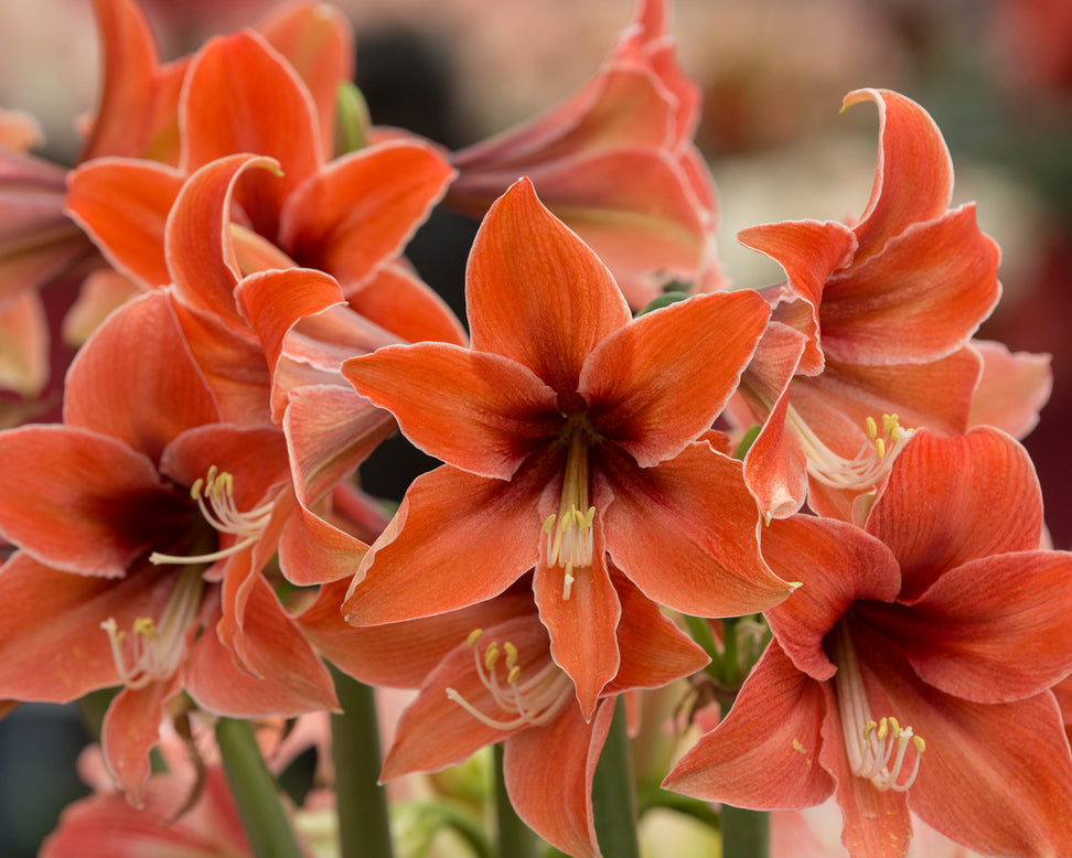 Amaryllis 'Terra Mystica'