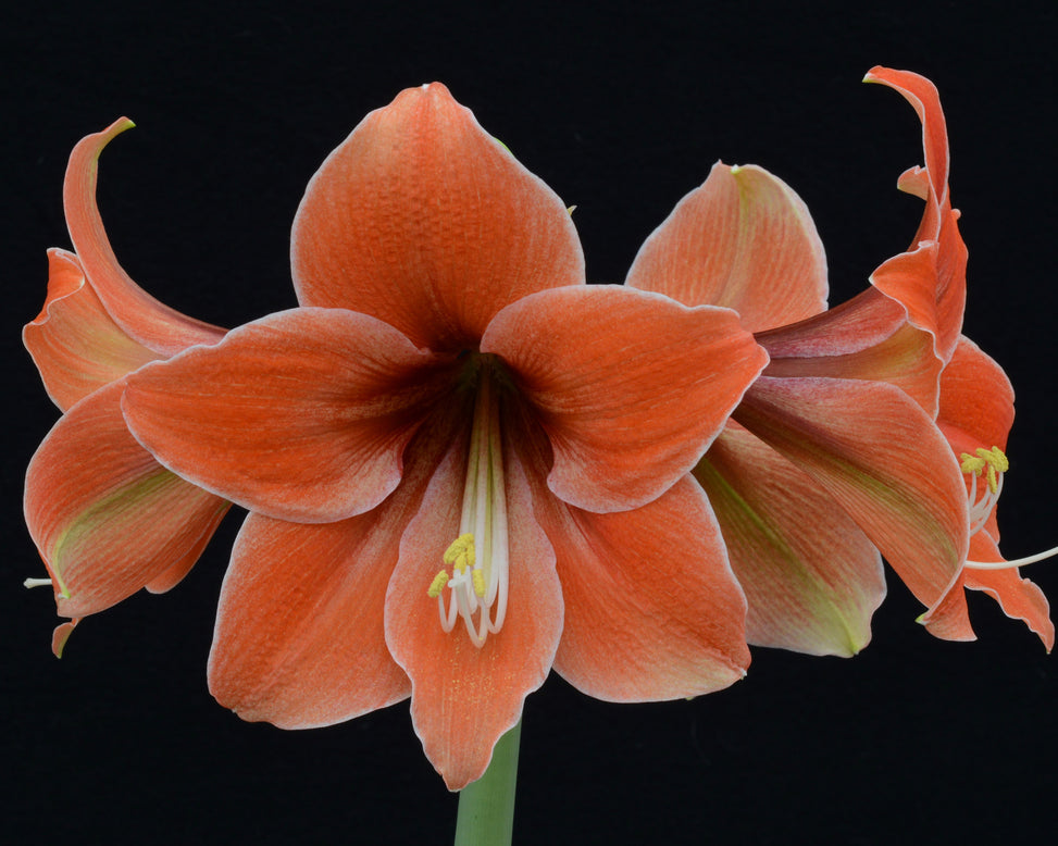 Amaryllis 'Terra Mystica'