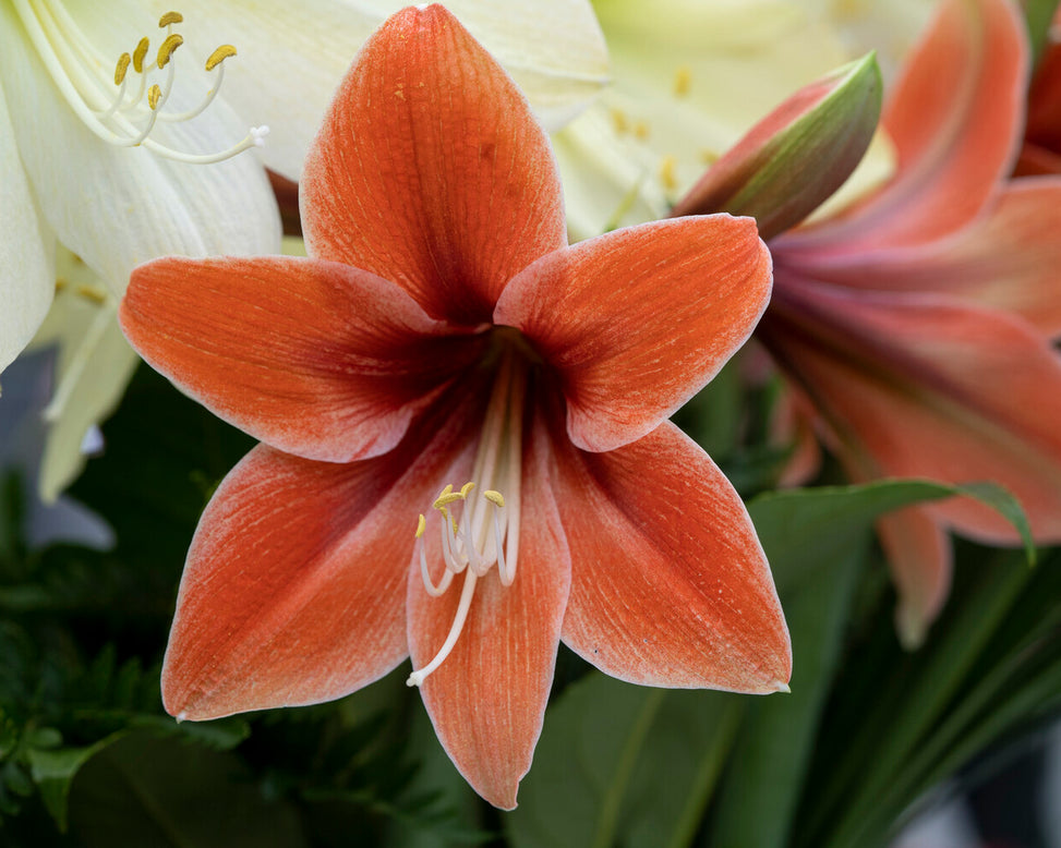 Amaryllis 'Terra Mystica'