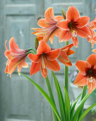 Amaryllis 'Terra Mystica'