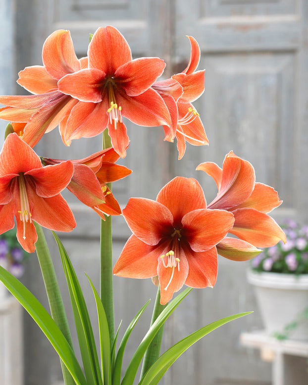 Amaryllis 'Terra Mystica'