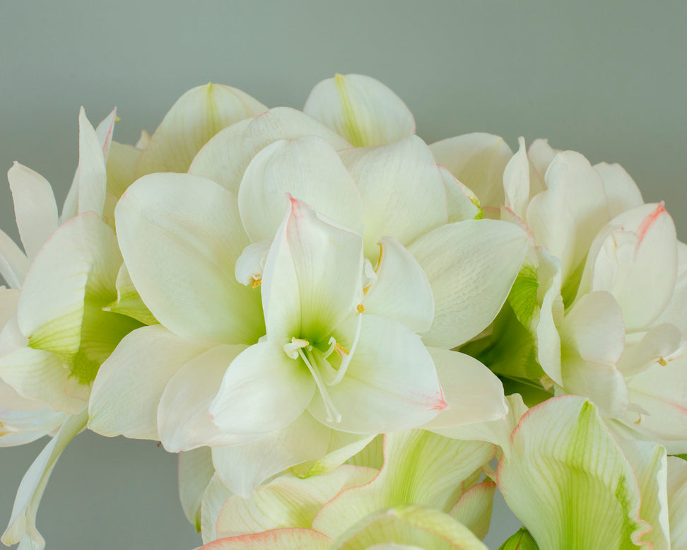 Amaryllis 'White Amadeus'