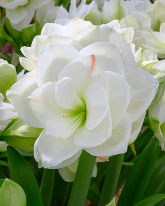 Amaryllis 'White Amadeus'