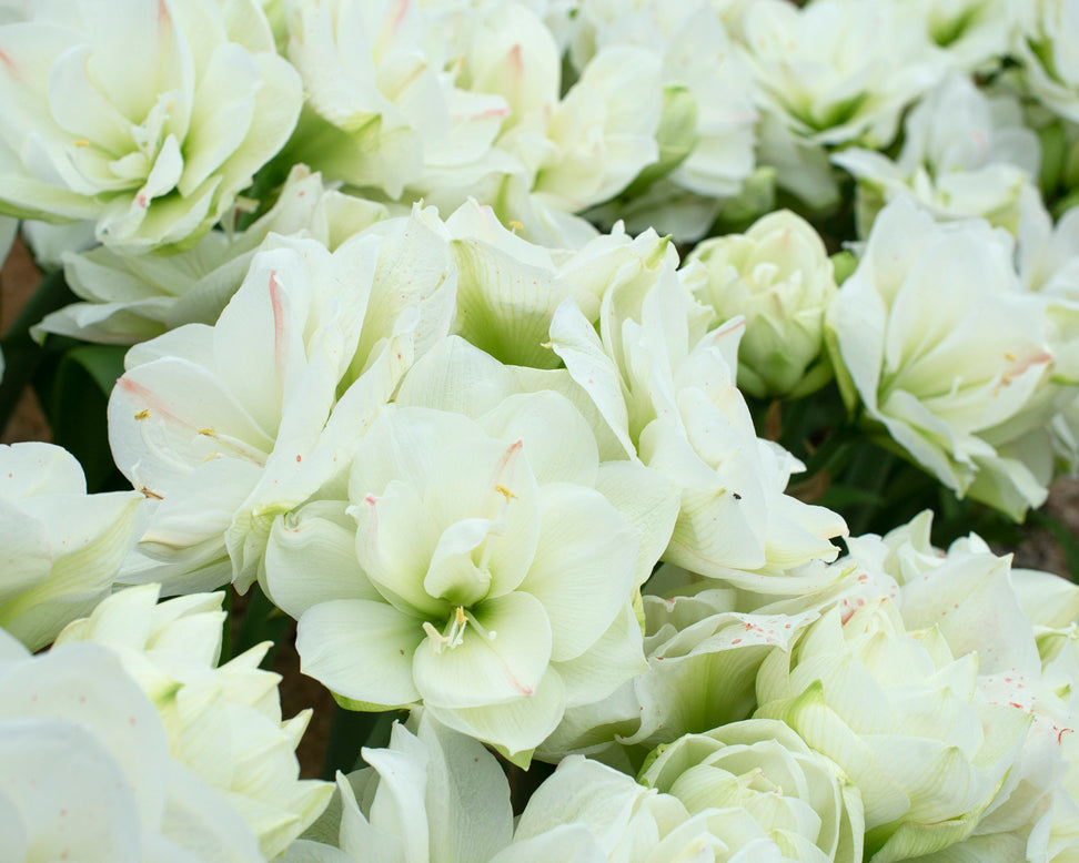 Amaryllis 'White Amadeus'