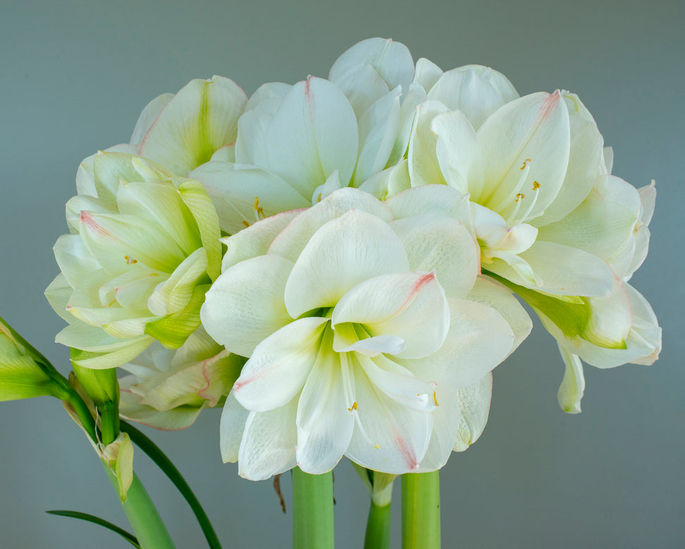 Amaryllis 'White Amadeus'