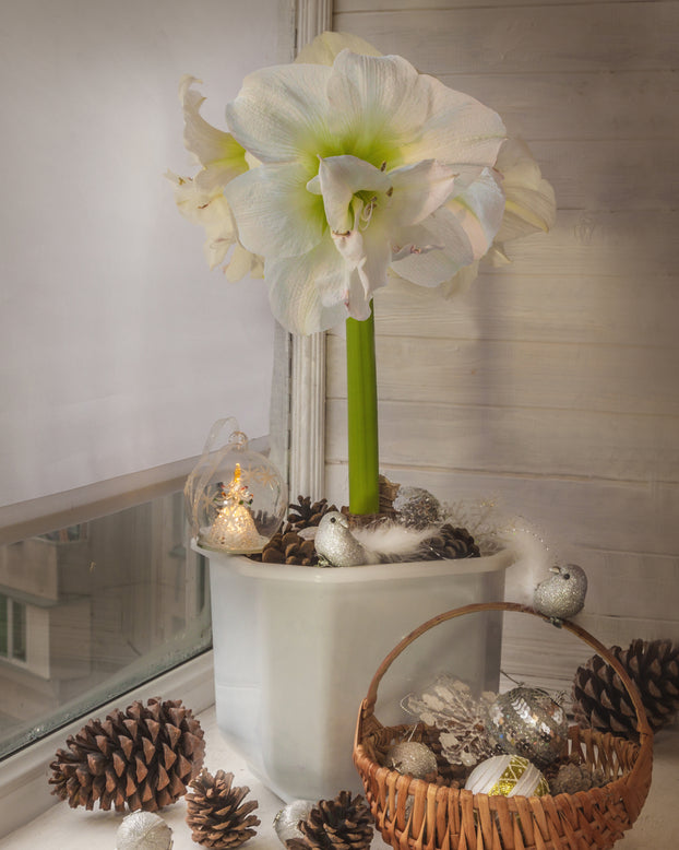 Amaryllis 'White Amadeus'