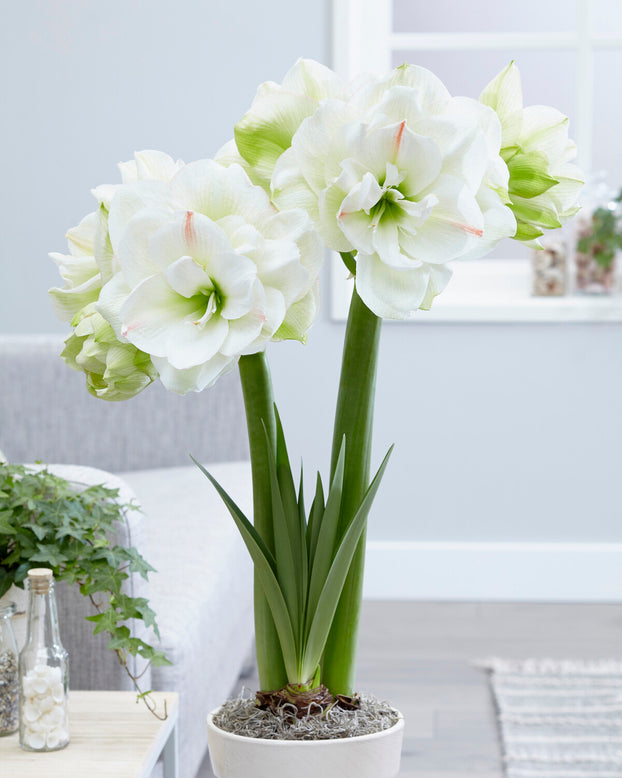 Amaryllis 'White Amadeus'