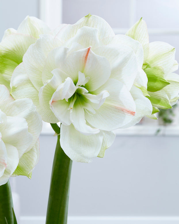 Amaryllis 'White Amadeus'