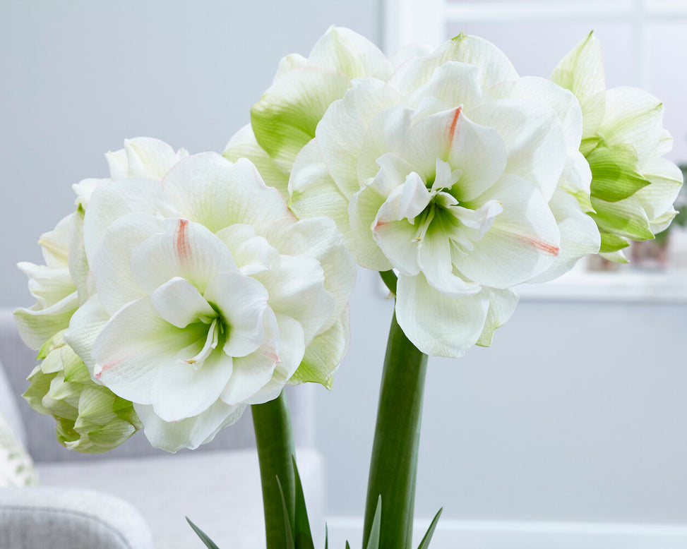 Amaryllis 'White Amadeus'