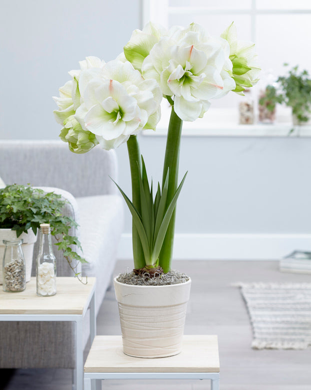 Amaryllis 'White Amadeus'