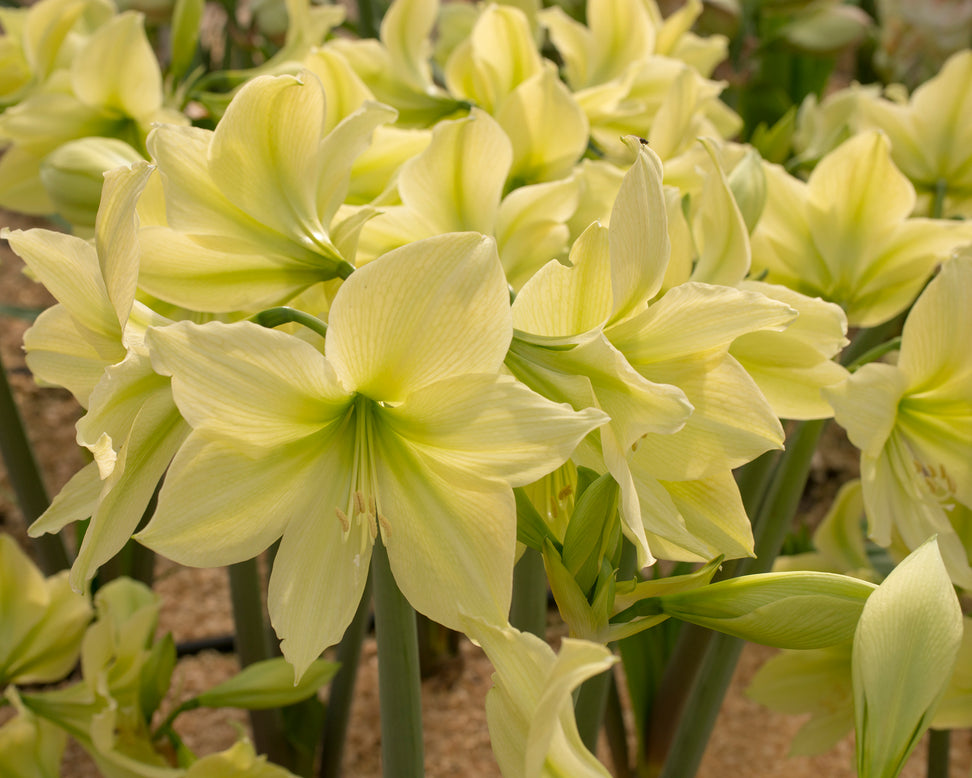 Amaryllis 'Yellow Star'