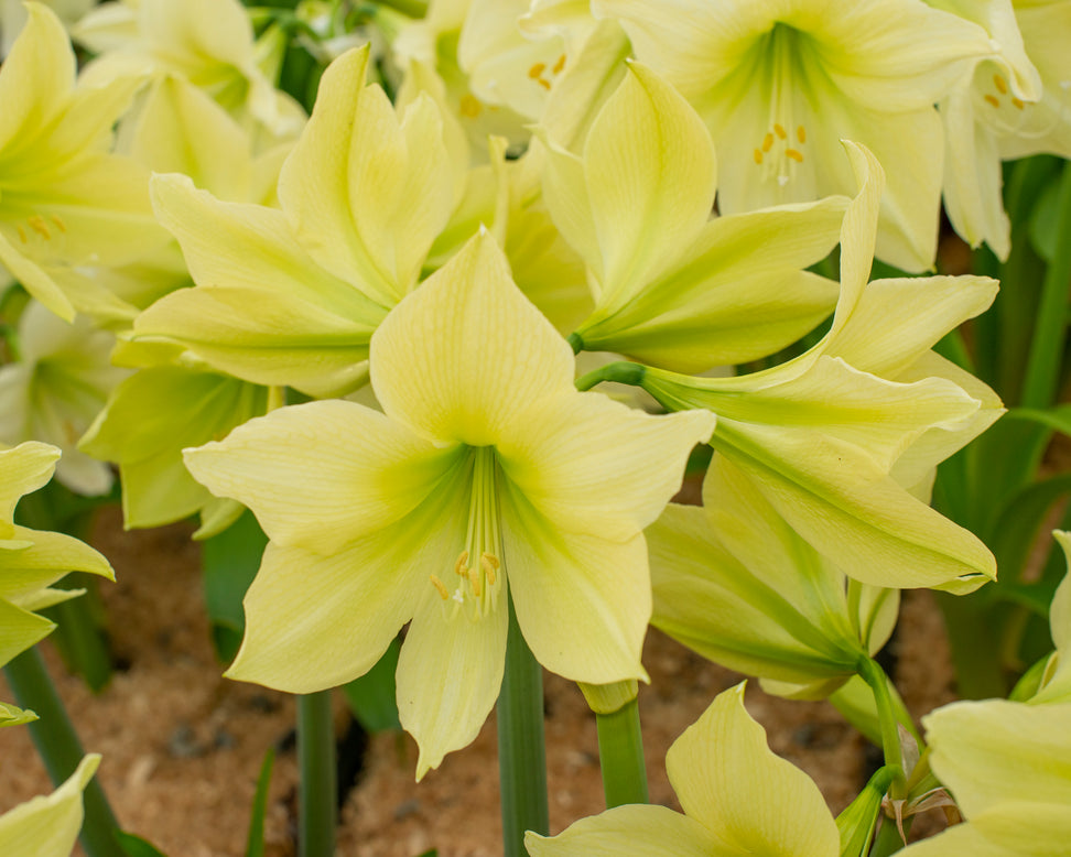 Amaryllis 'Yellow Star'