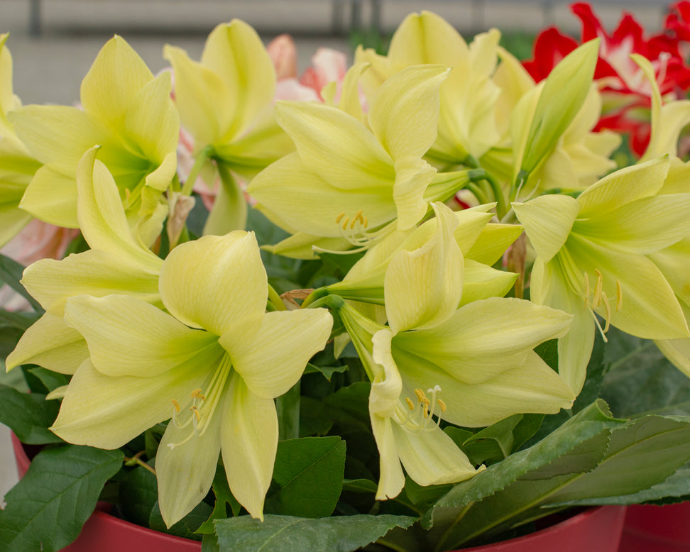 Amaryllis 'Yellow Star'