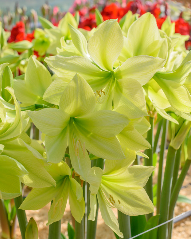 Amaryllis 'Yellow Star'