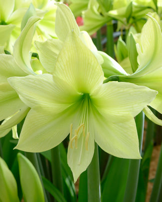 Amaryllis 'Yellow Star'