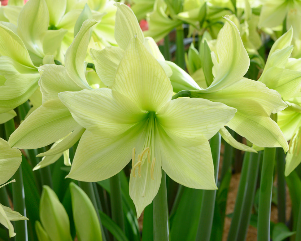 Amaryllis 'Yellow Star'