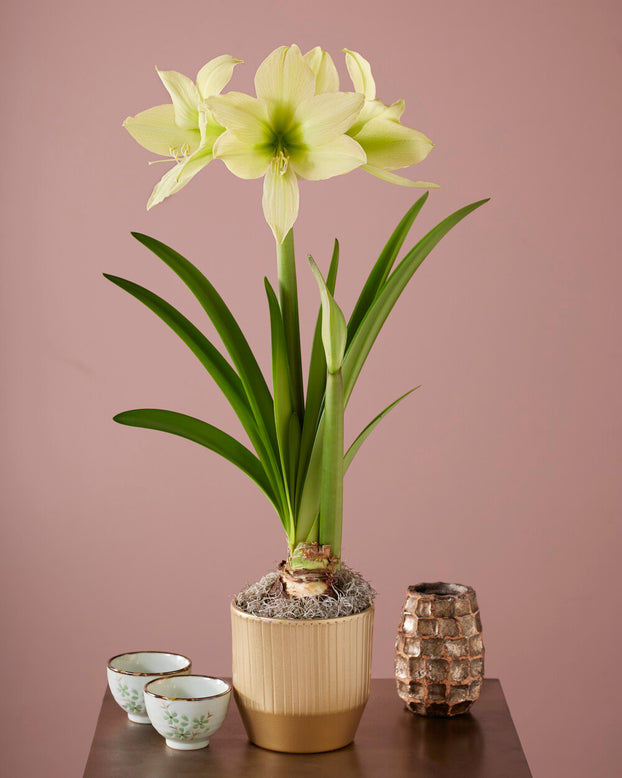 Amaryllis 'Yellow Star'