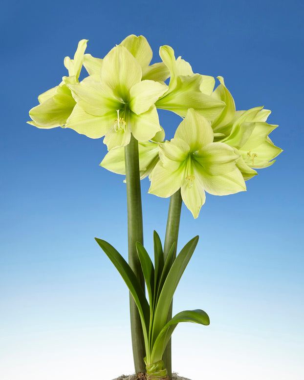 Amaryllis 'Yellow Star'