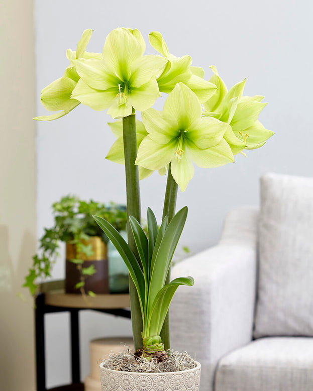 Amaryllis 'Yellow Star'