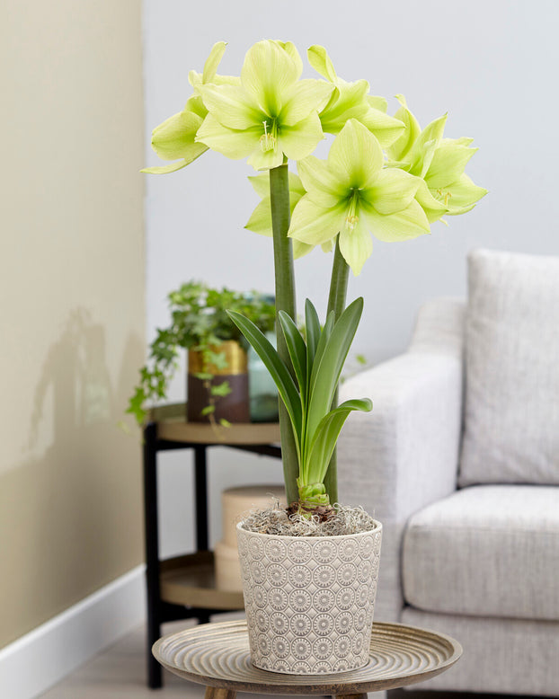 Amaryllis 'Yellow Star'