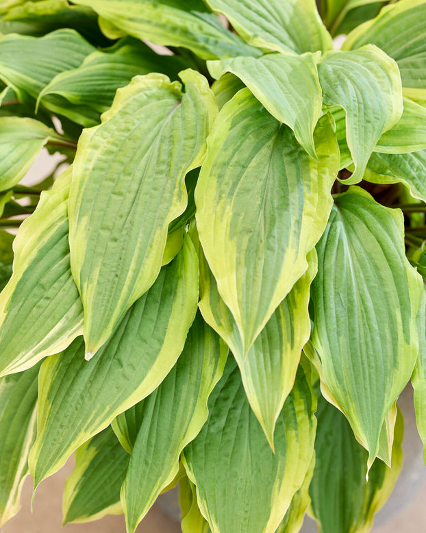 Hosta 'Lipstick Blush'