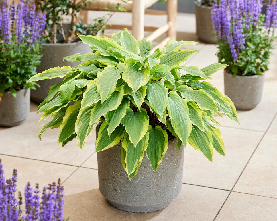 Hosta 'Lipstick Blush'