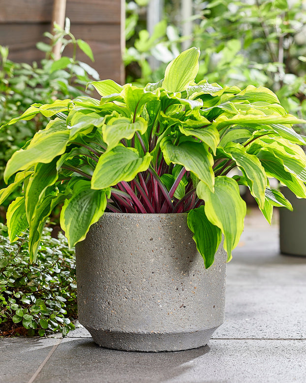 Hosta 'Lipstick Blush'