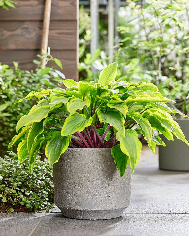 Hosta 'Lipstick Blush'