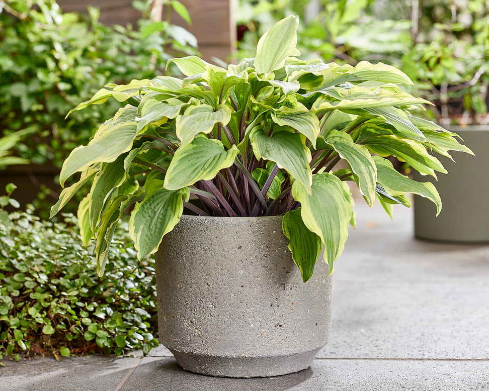 Hosta 'Lipstick Blush'