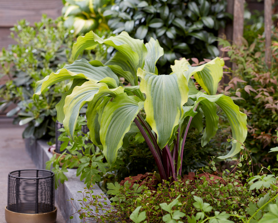 Hosta 'Monkey Business'