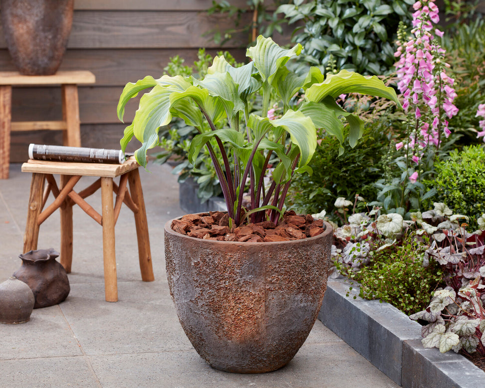 Hosta 'Monkey Business'