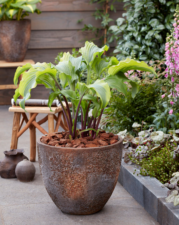 Hosta 'Monkey Business'