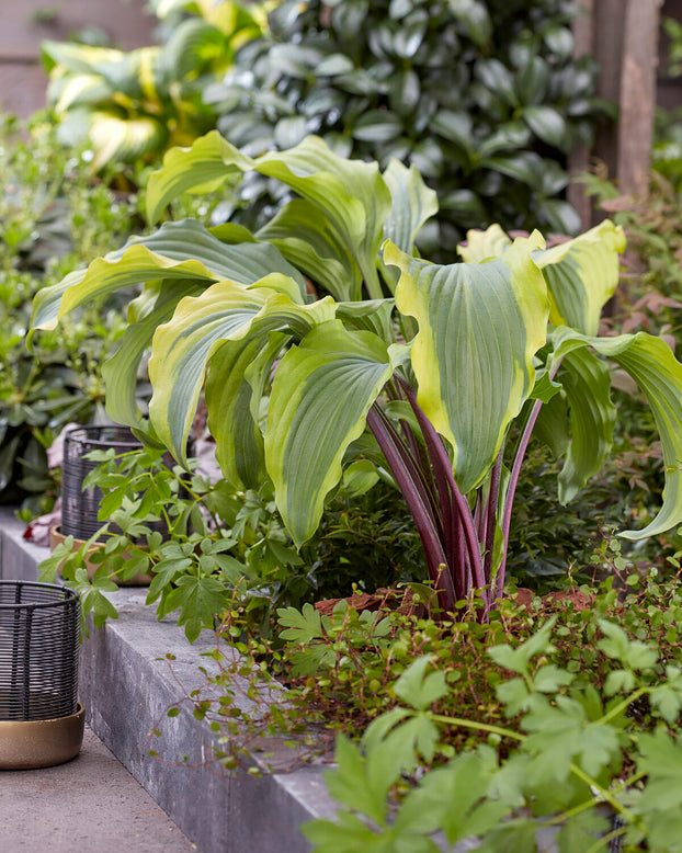 Hosta 'Monkey Business'