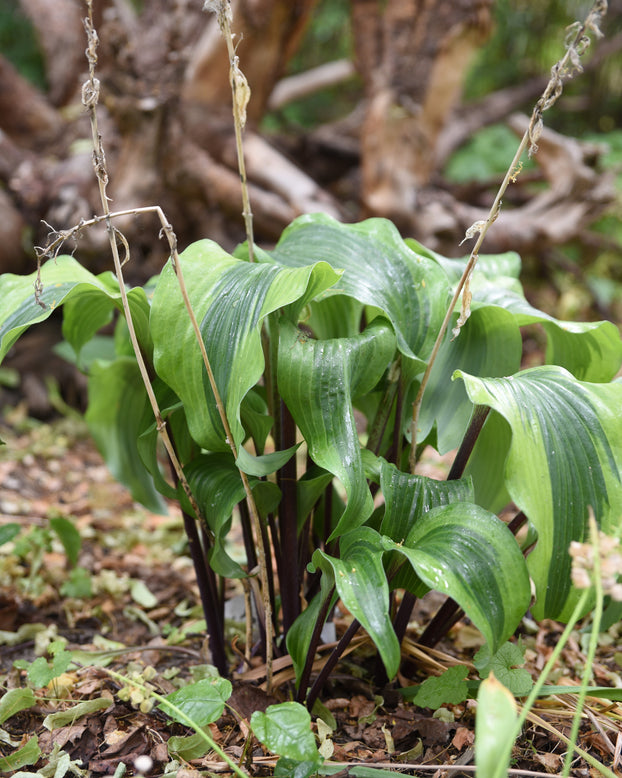 Hosta 'Monkey Business'