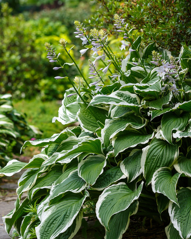 Hosta 'Patriot'