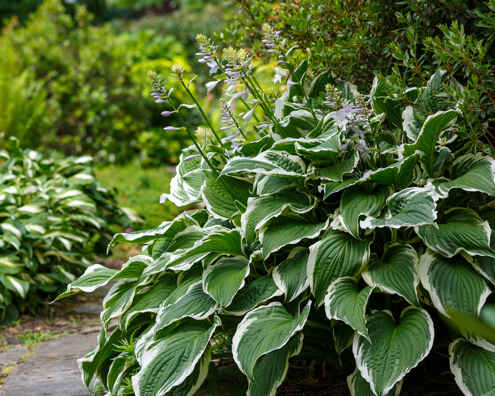 Hosta 'Patriot'