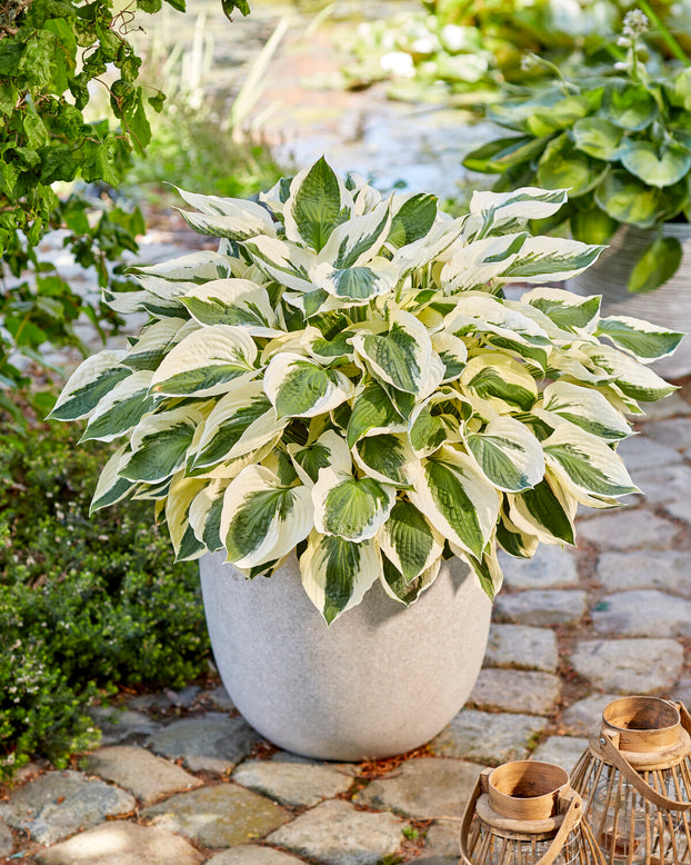 Hosta 'Patriot'