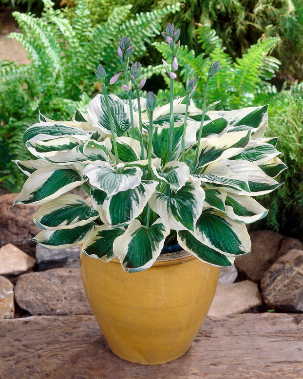 Hosta 'Patriot'