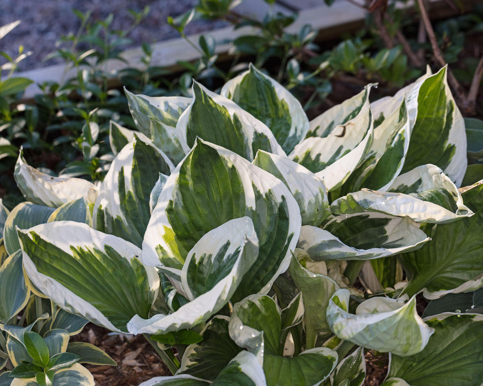 Hosta 'Patriot'