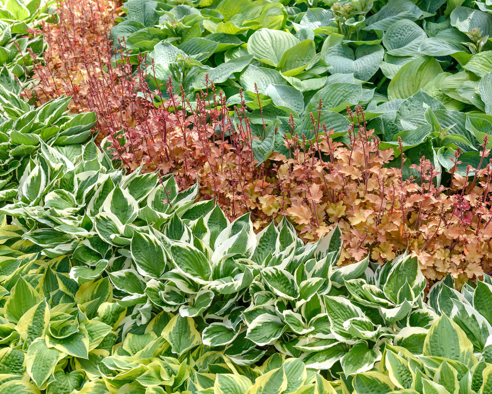 Hosta 'Patriot'