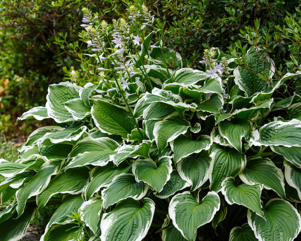 Hosta 'Patriot'