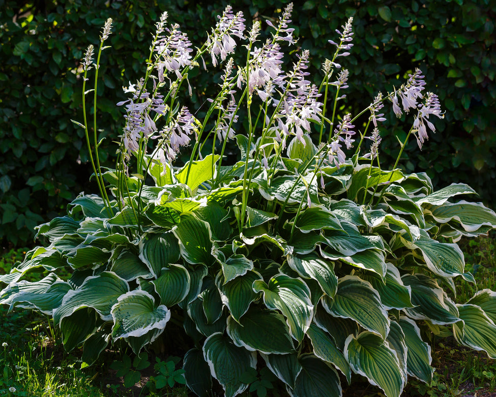 Hosta 'Patriot'