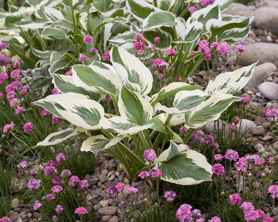 Hosta 'Patriot'